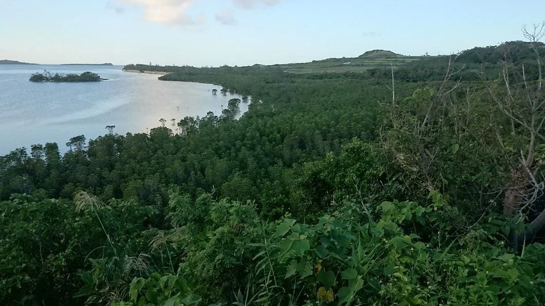 Mangrove at Ishinagata Beach