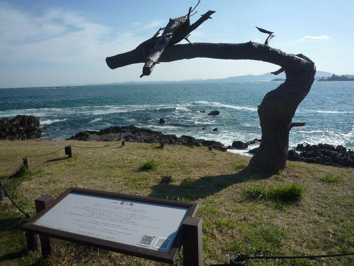 Iwaisaki Dragon Pine