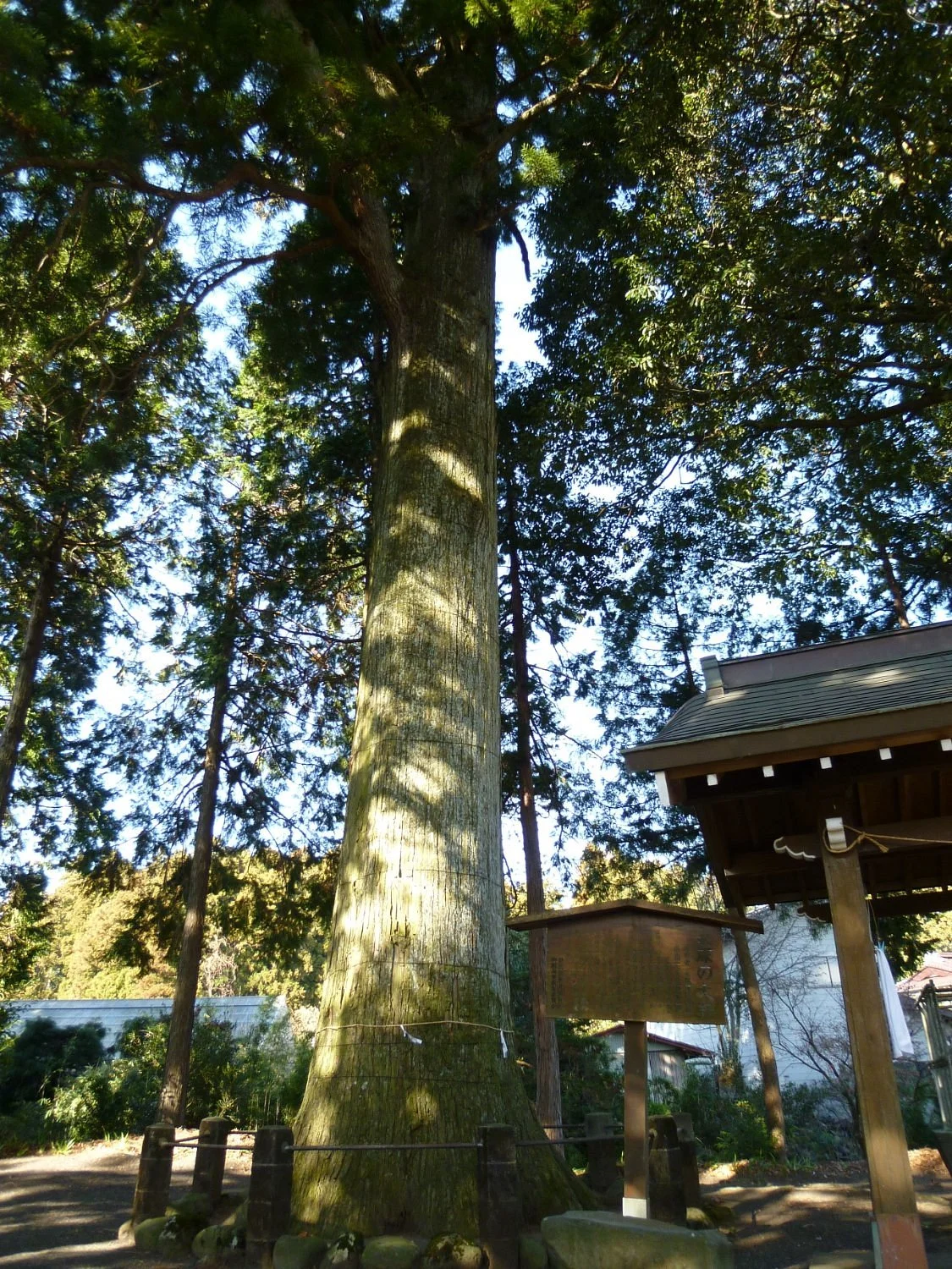 Japanese Cedar Tree of Nagatsuka