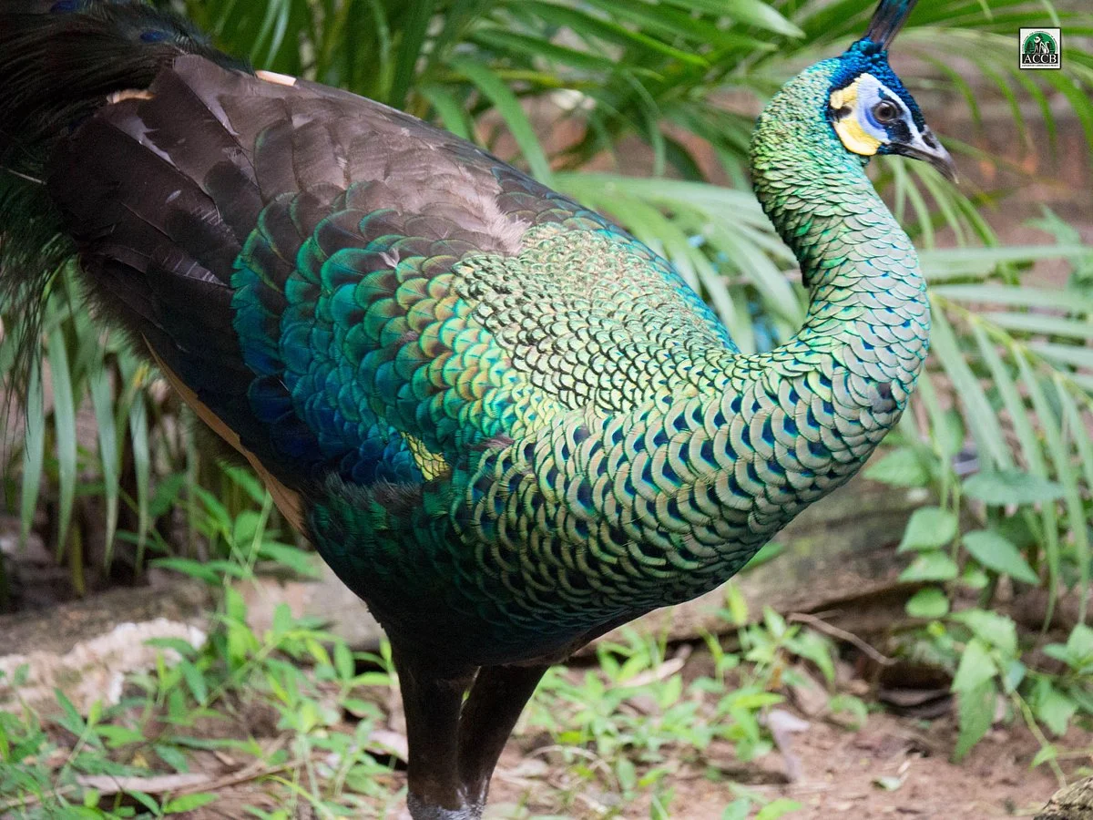 Angkor Centre for Conservation of Biodiversity