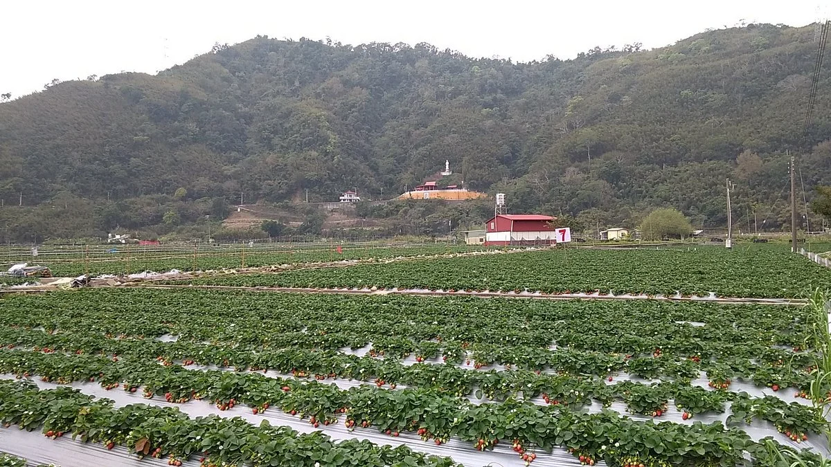 Jingcai Strawberry Garden