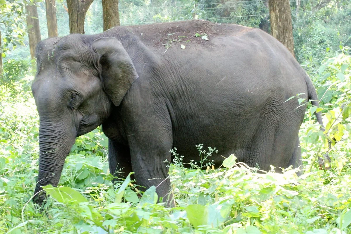 Mudumalai National Park