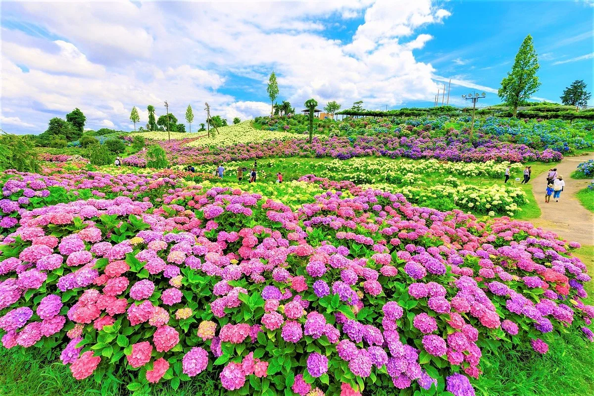 Kazahayanosato -Kappa No Furusato-