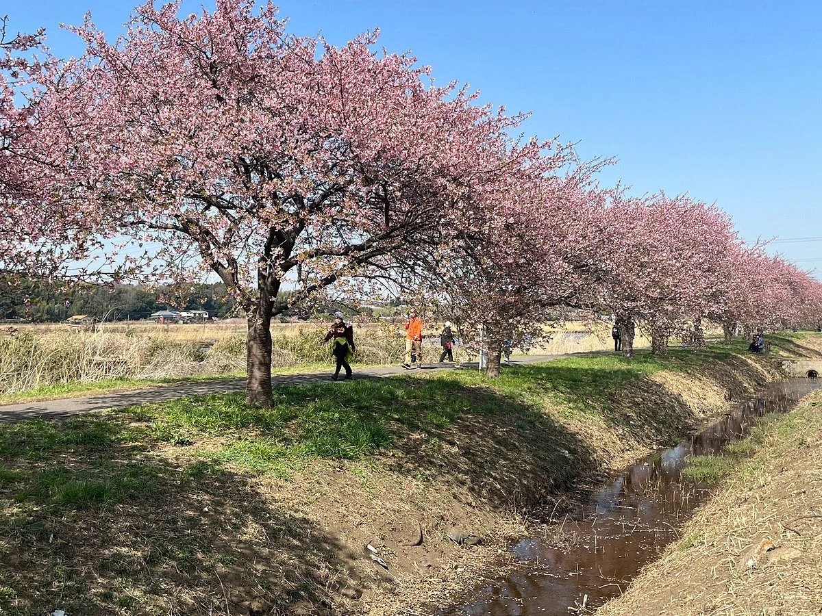 Shinkawa Senbonsakura
