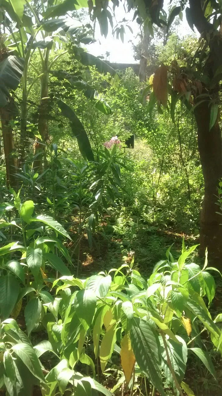 Native Biodiversity Garden