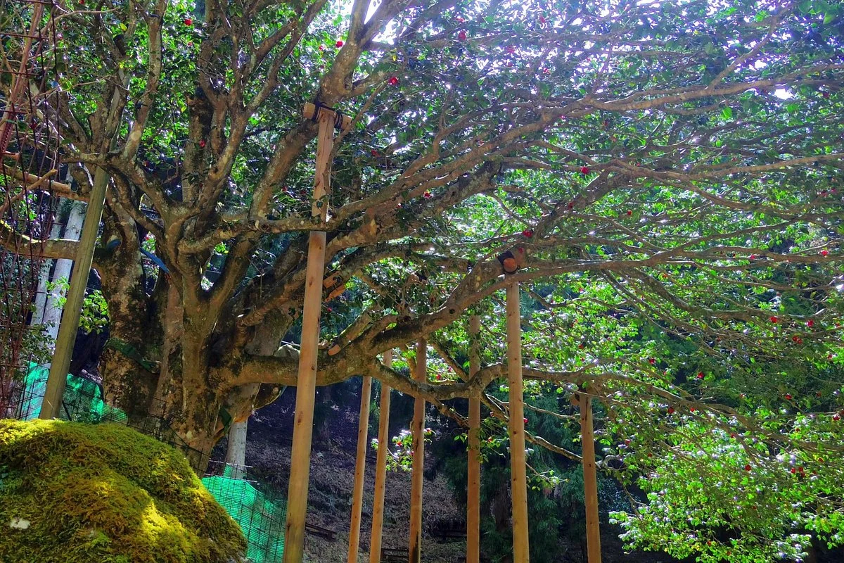 Taki no Sennen Tubaki Park