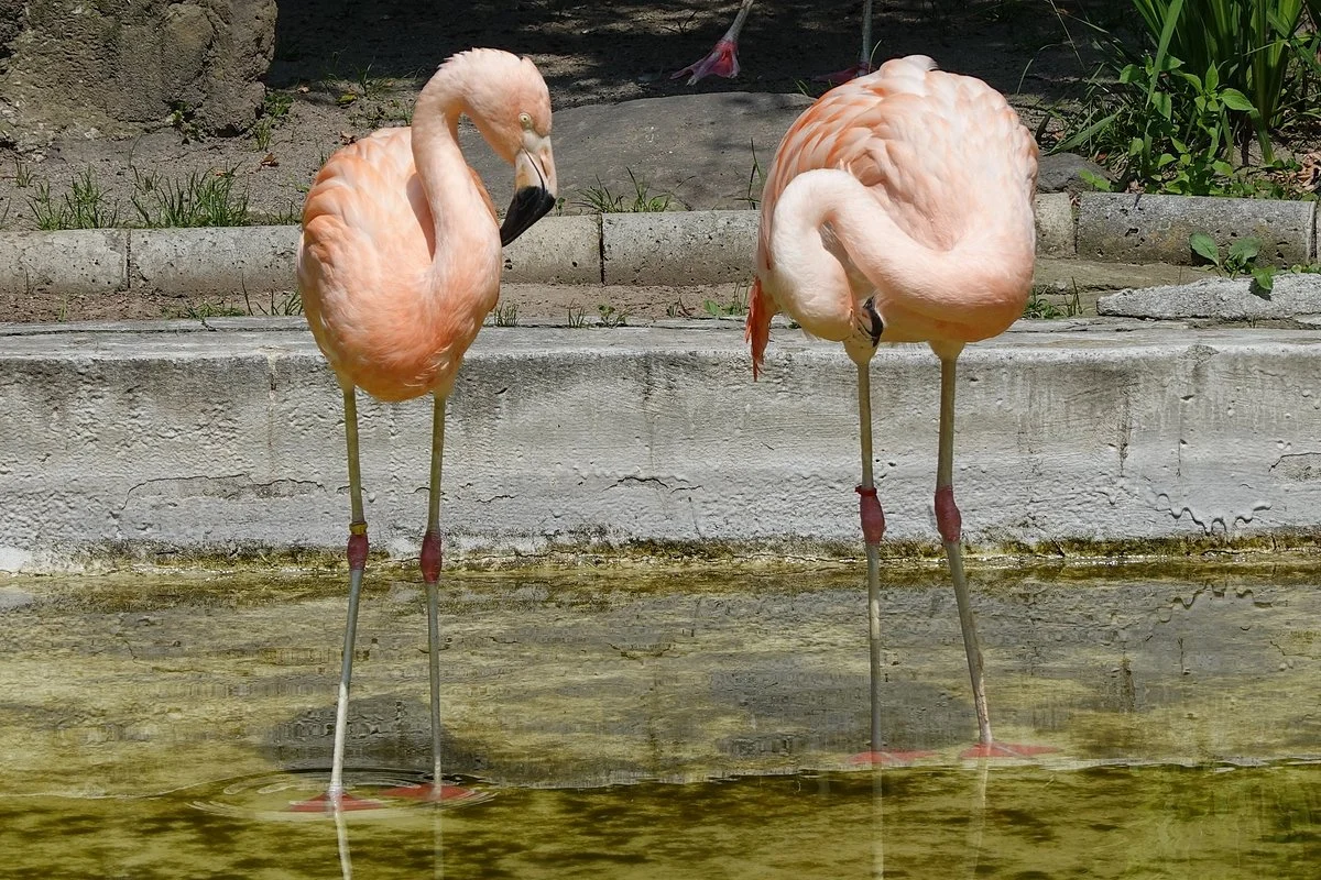 Komoro City Zoo