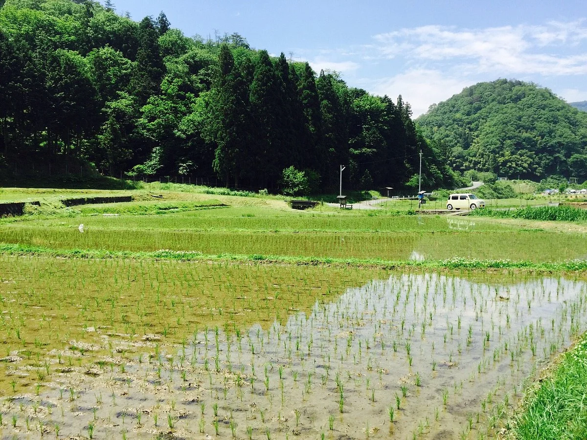 Kehara Rice Terrace