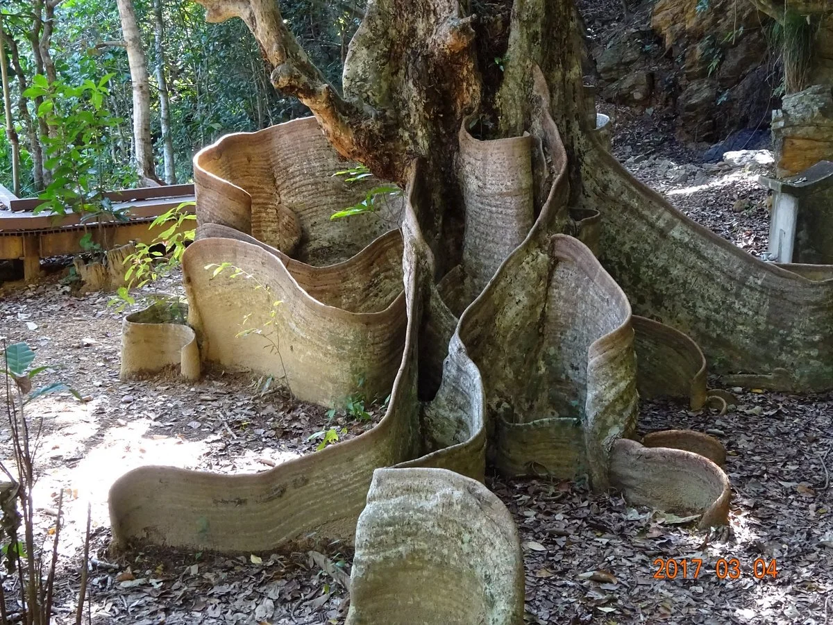Sundari Tree at Kawata