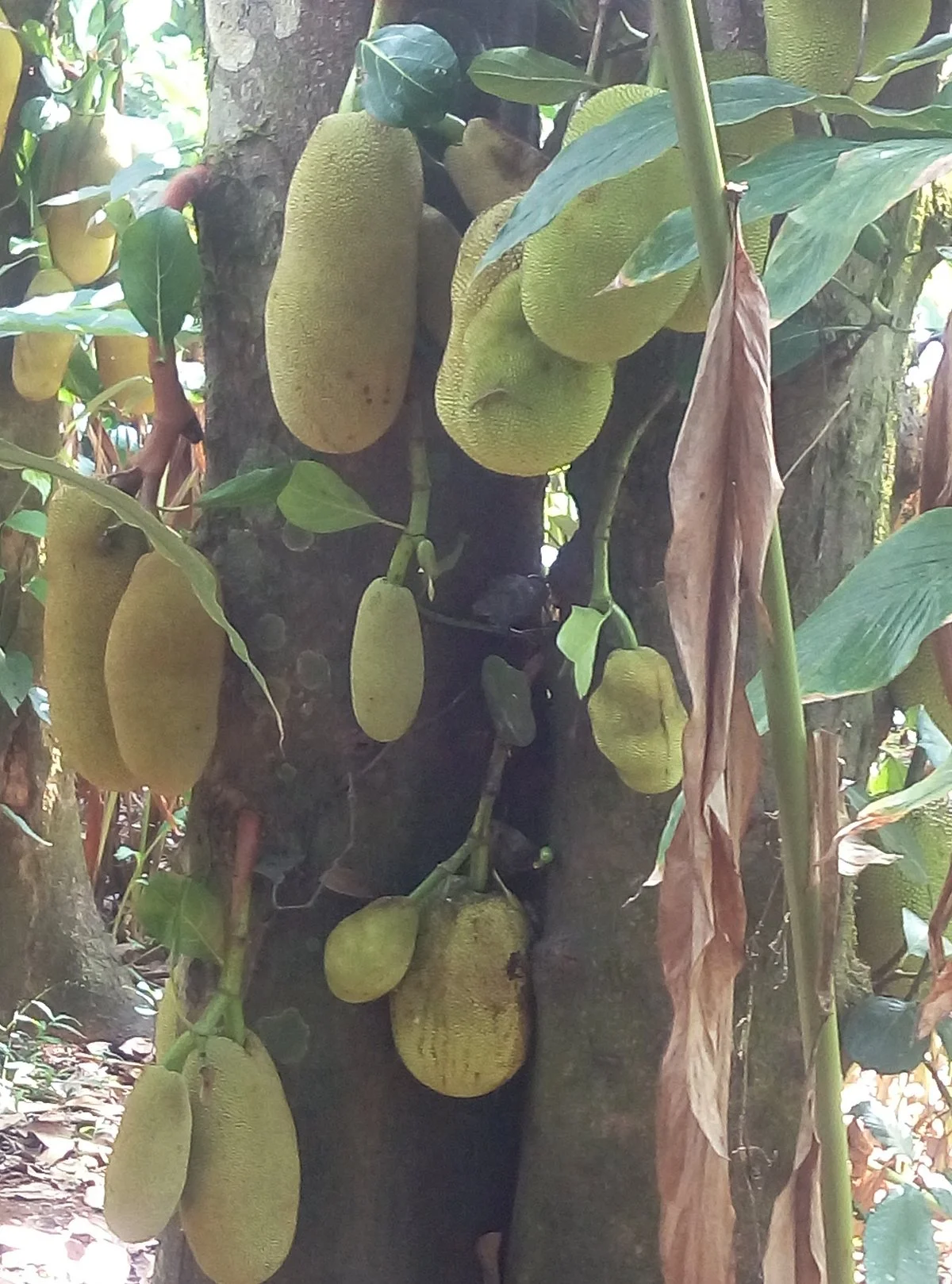 Kerala Spices & Herbal Garden Visit