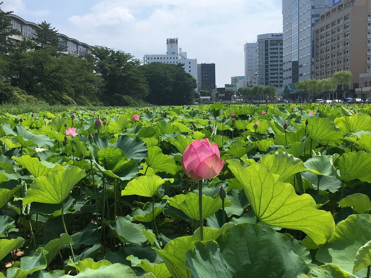 Senshu Koen Pocket Park