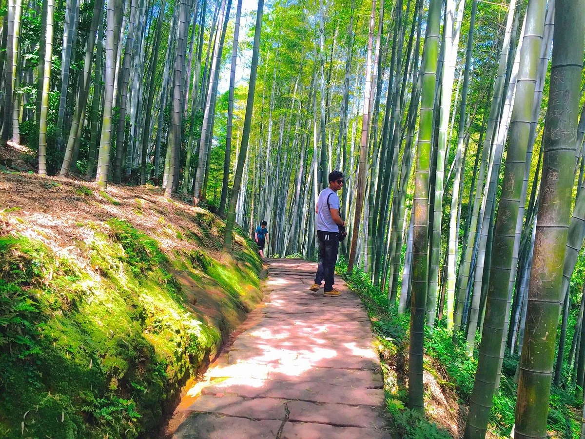 Shu'nan Bamboo Forest