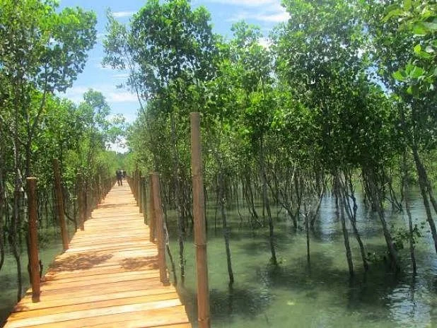 Mangrove Nursery