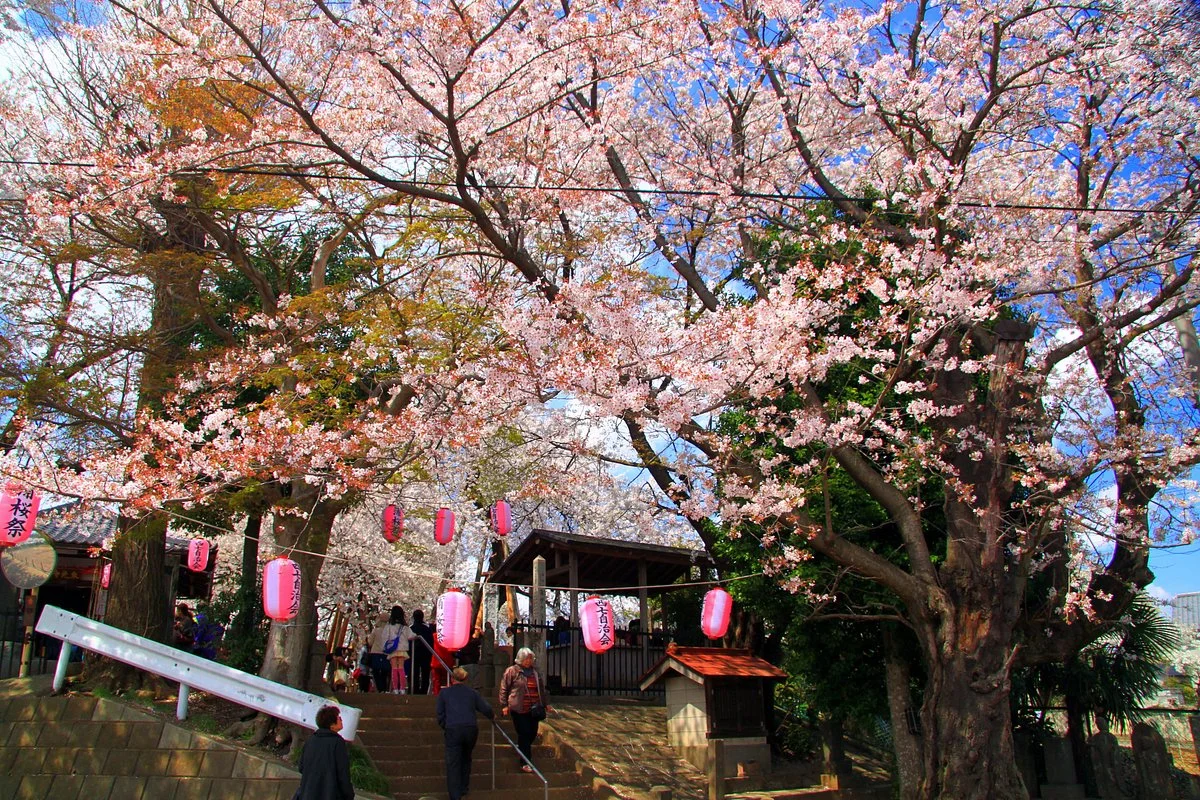 Ishitokaba Sakura