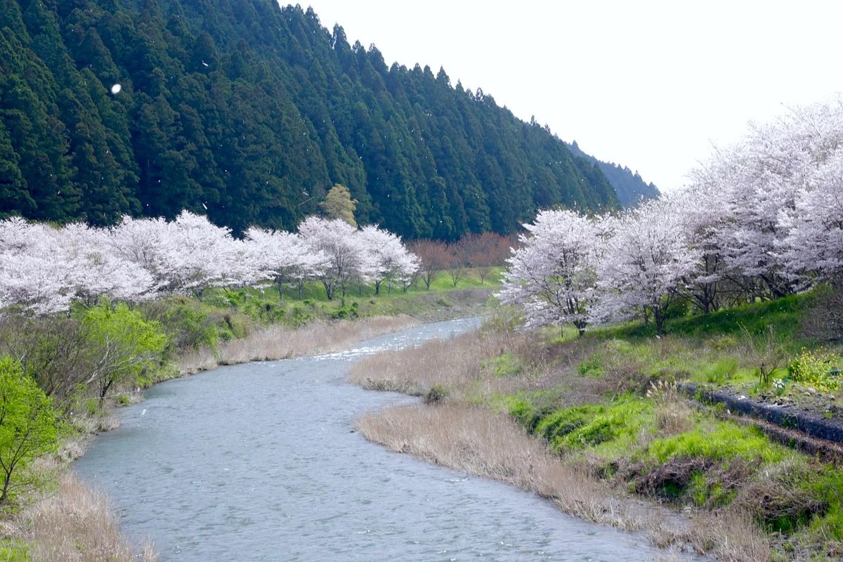 Ota River Sakura Zutsumi