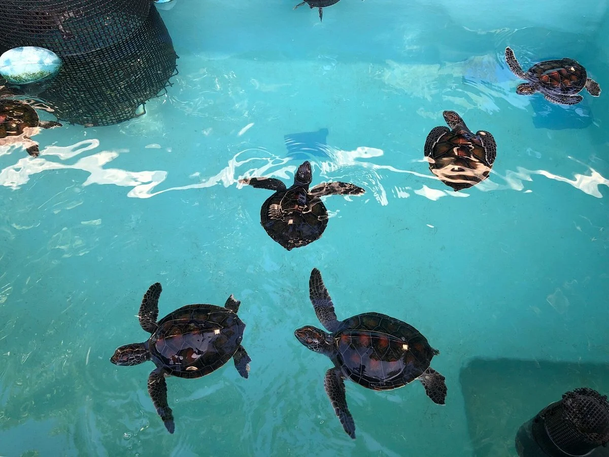Ogasawara Ocean Center