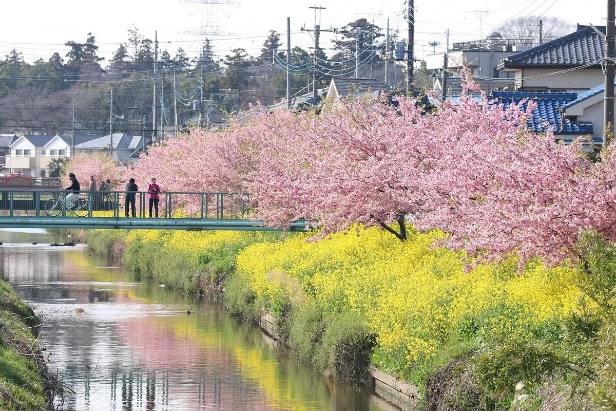Aogeborigawasoi Kawazu Sakura