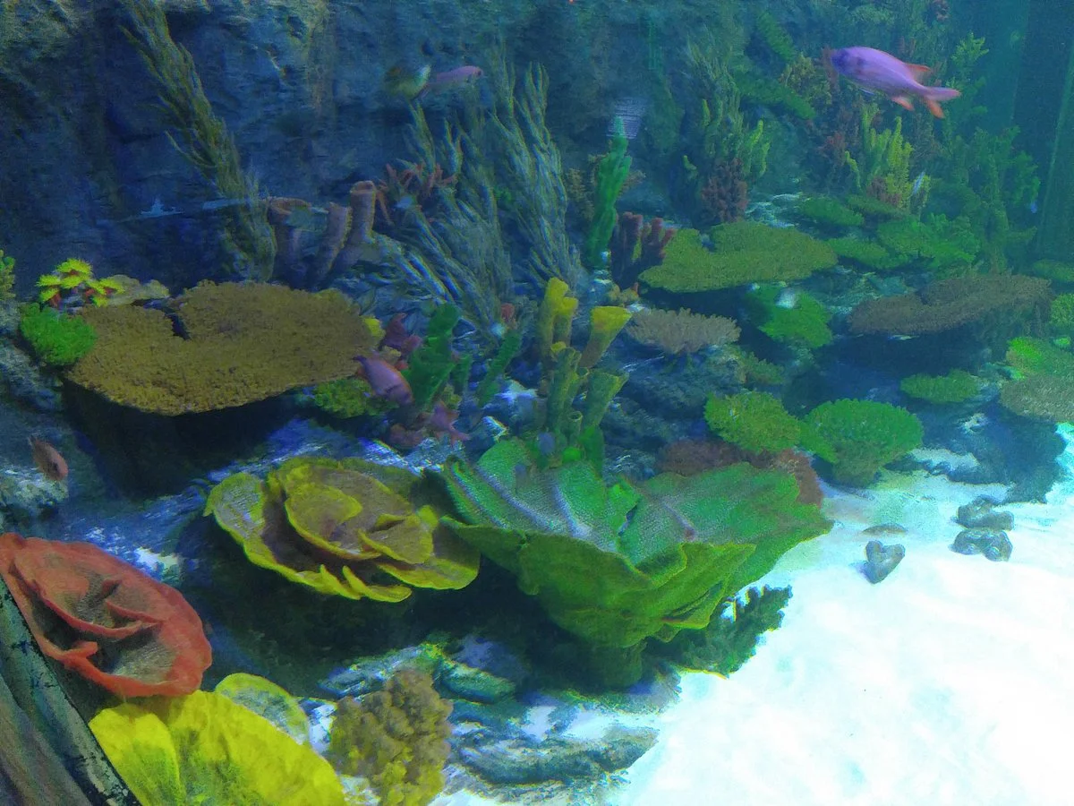 Play Aquarium Bucheon