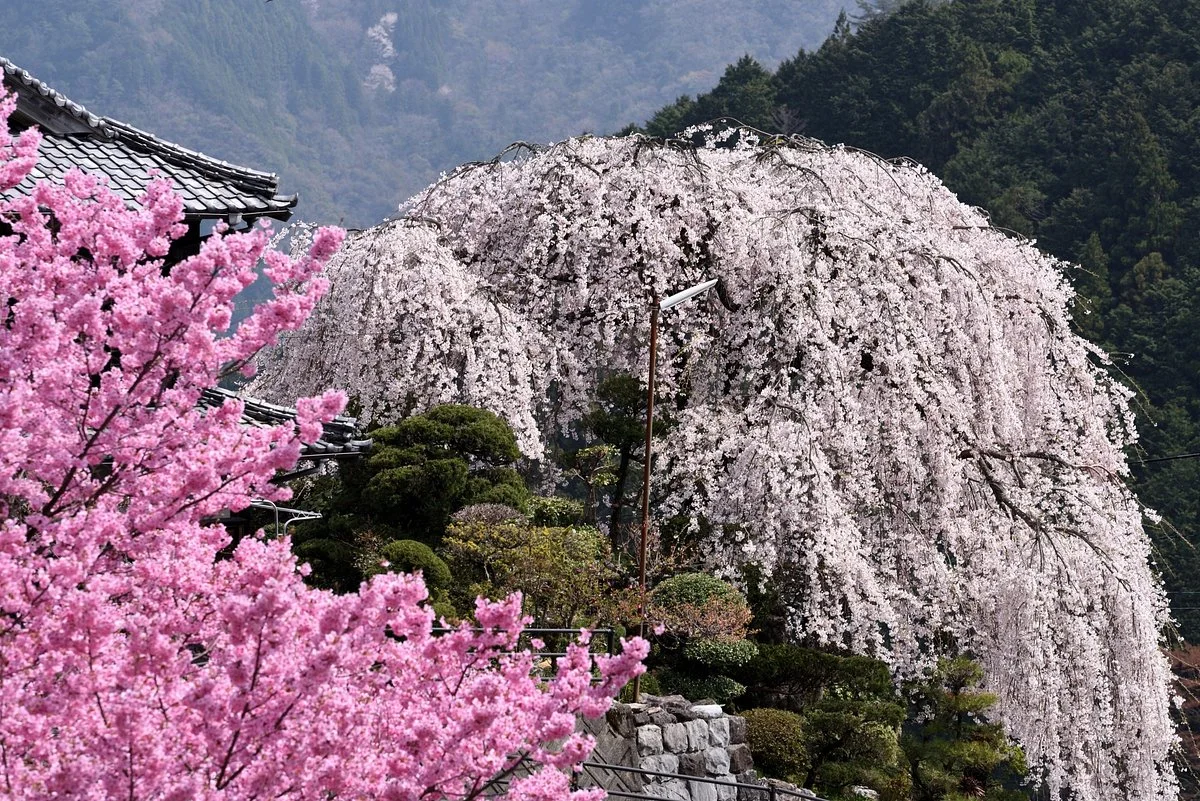 Oishike's Weeping Cherry Blossoms