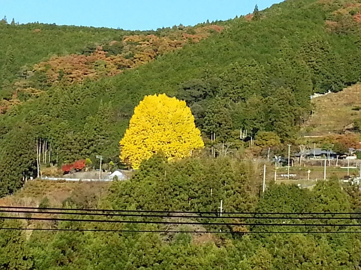 Fukusada no Oicho (Big Maidenhair Tree)