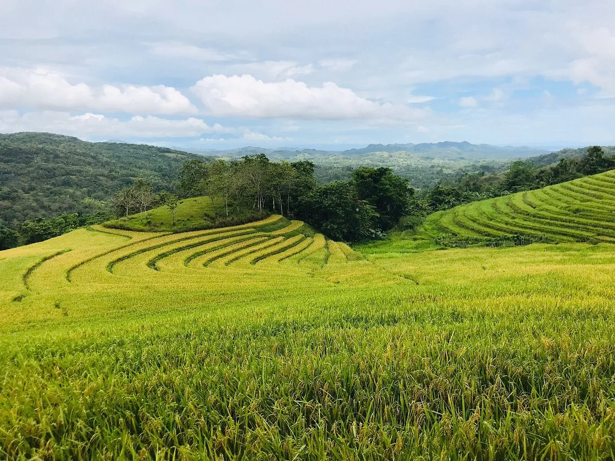Candapdapan Rice Terraces