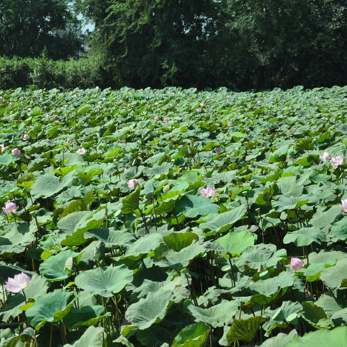 Lotus Farm