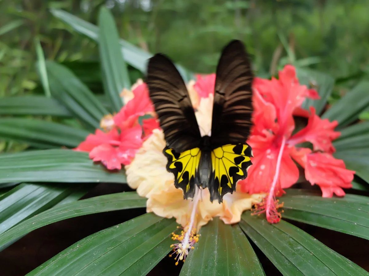 Gita Persada Butterfly Park