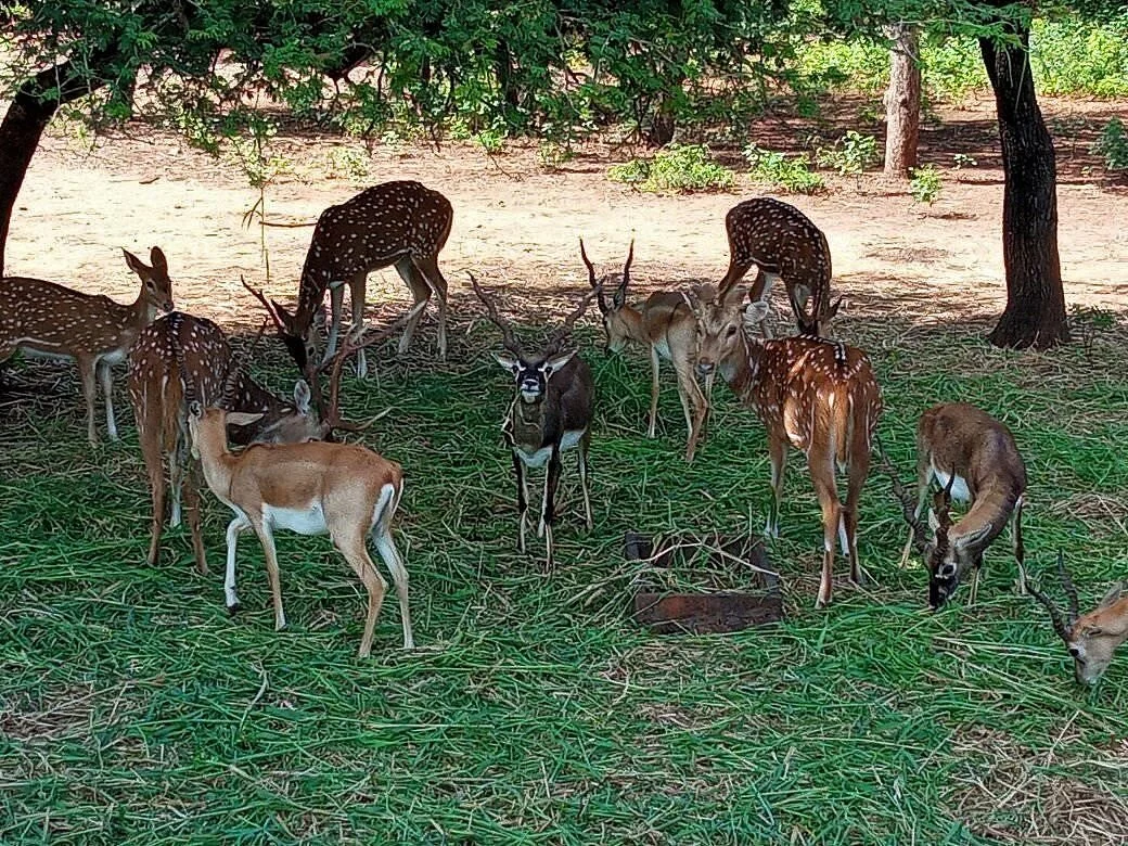 Mahavir Harina Vanasthali National Park