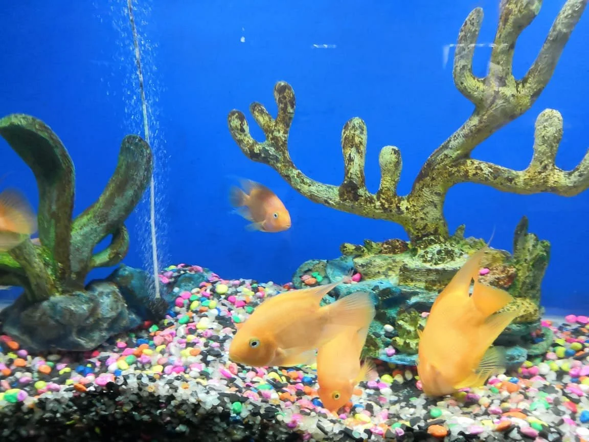 abyss-marine-aquarium