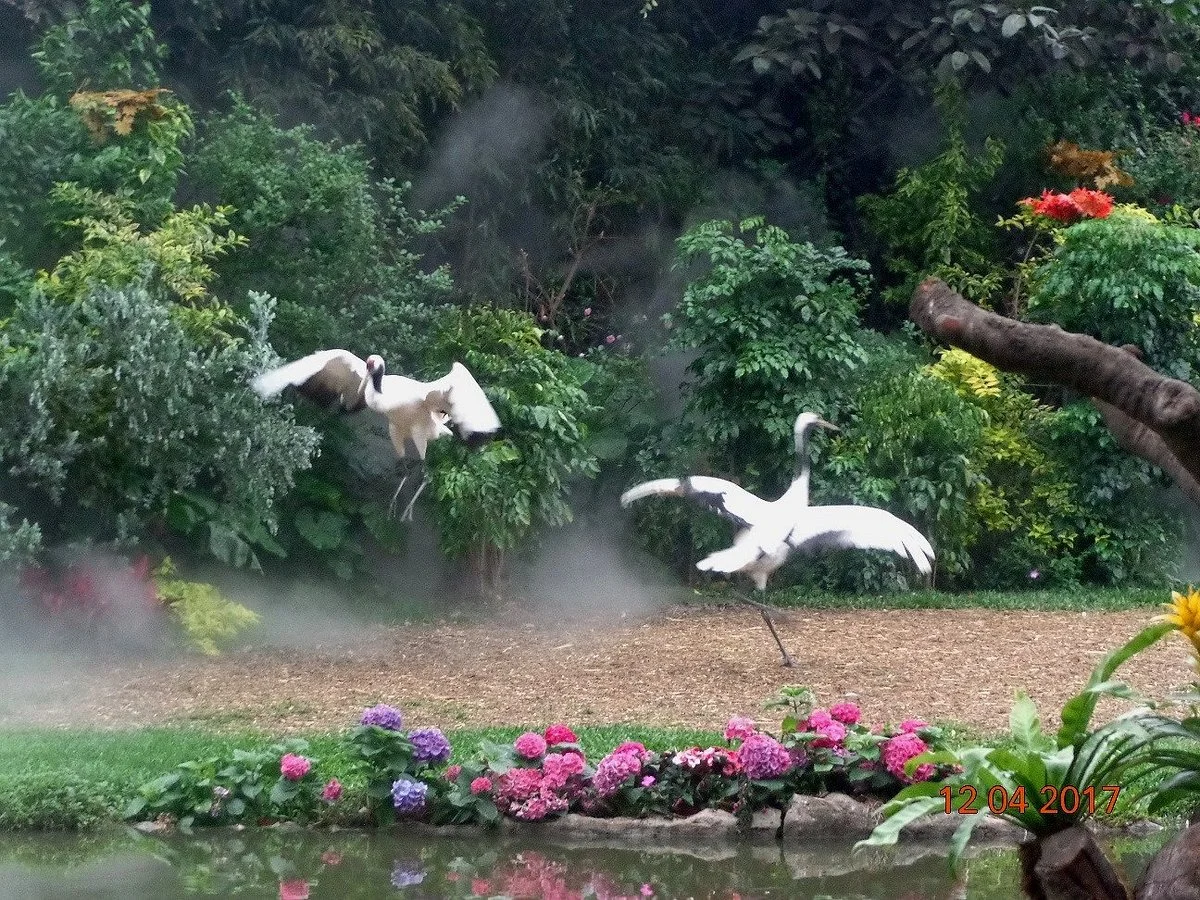 Chimelong Birds Park