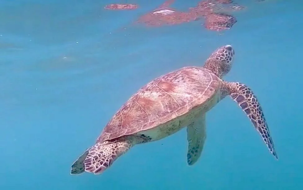 Turtle Point