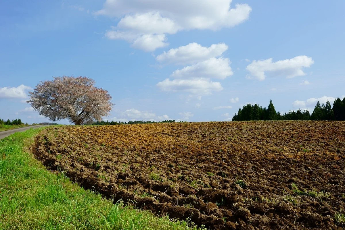 Tasumi no Ipponzakura