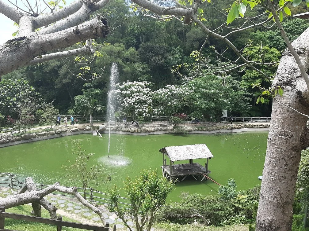 Lagerstroemia Subcostata Lake Recreation Farm