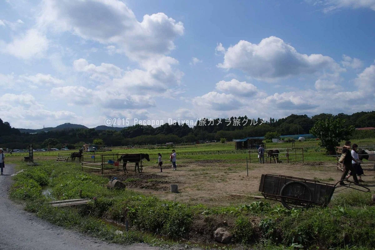 Sashima Horse Farm