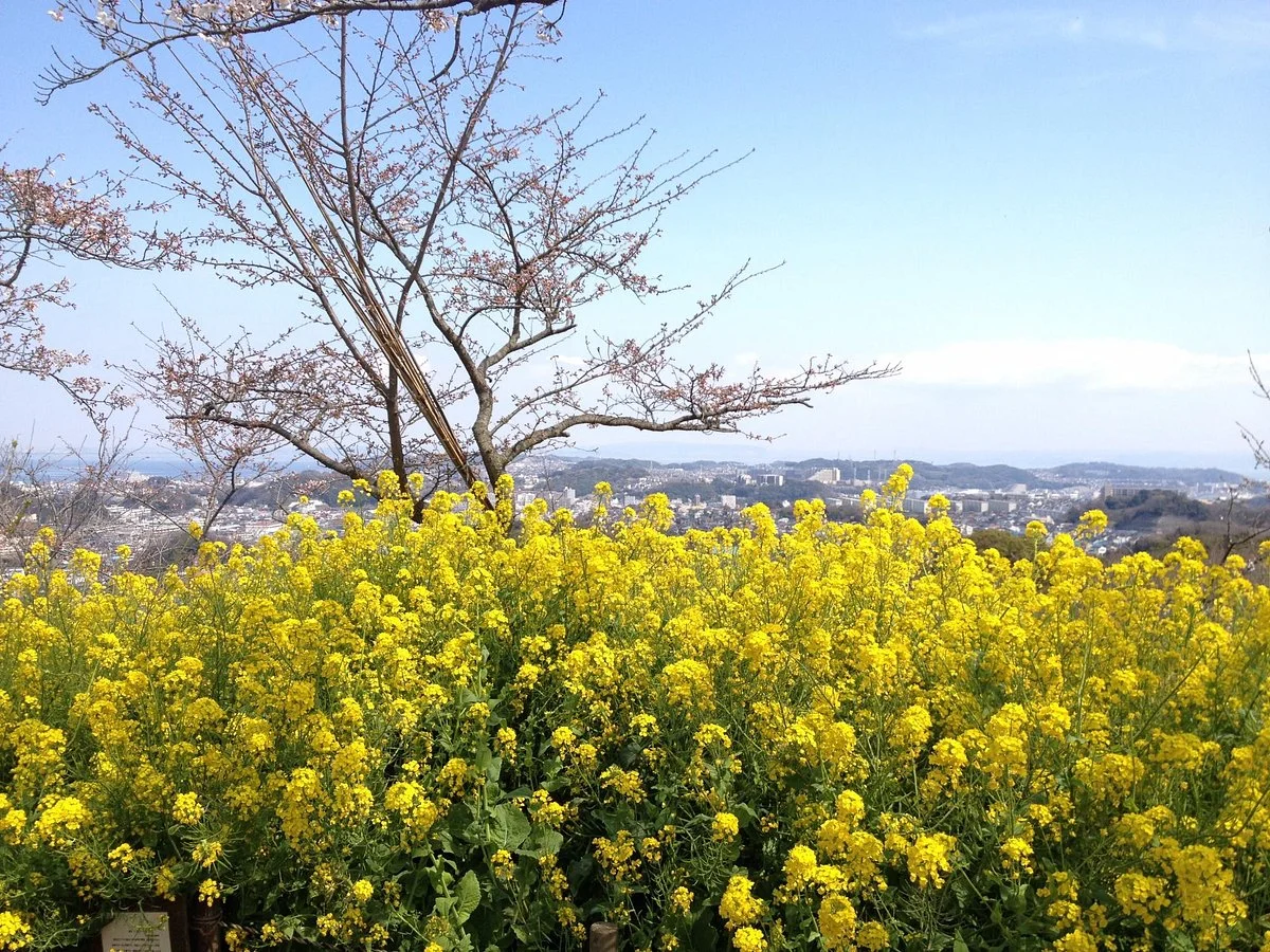 Kinugasayama Park