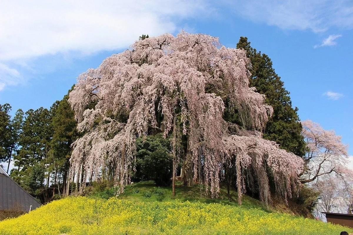 Kassenba no Shidare Zakura (Sakura)