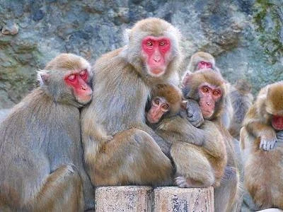 Takasakiyama Natural Zoo