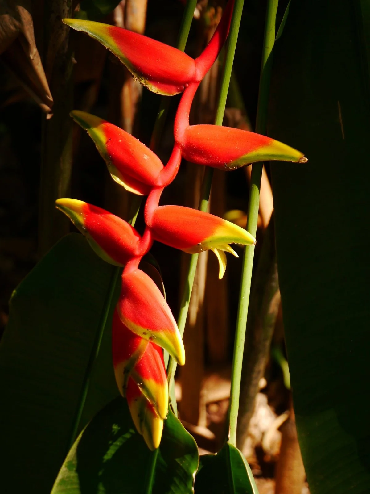 Luck Uyana Herbal Medecines Garden