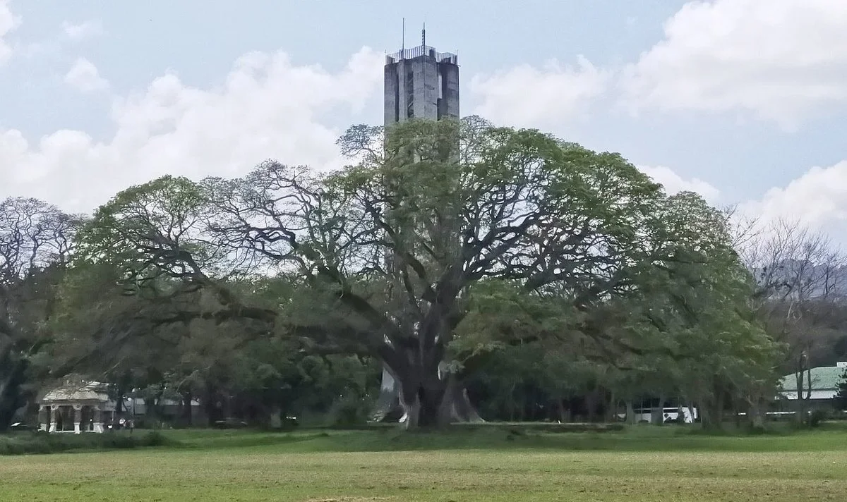UPLB Fertility Tree