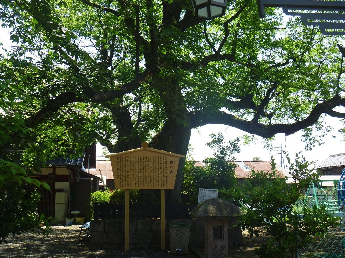 Kutsuwa no Mori no Inuzakura