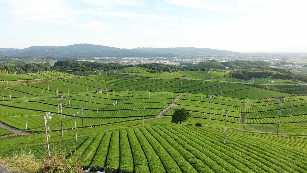 Yame Chuo Tea Garden