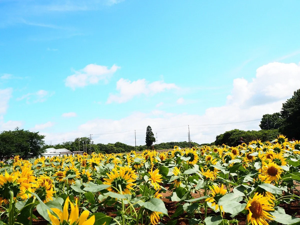 Narita Yume Farm