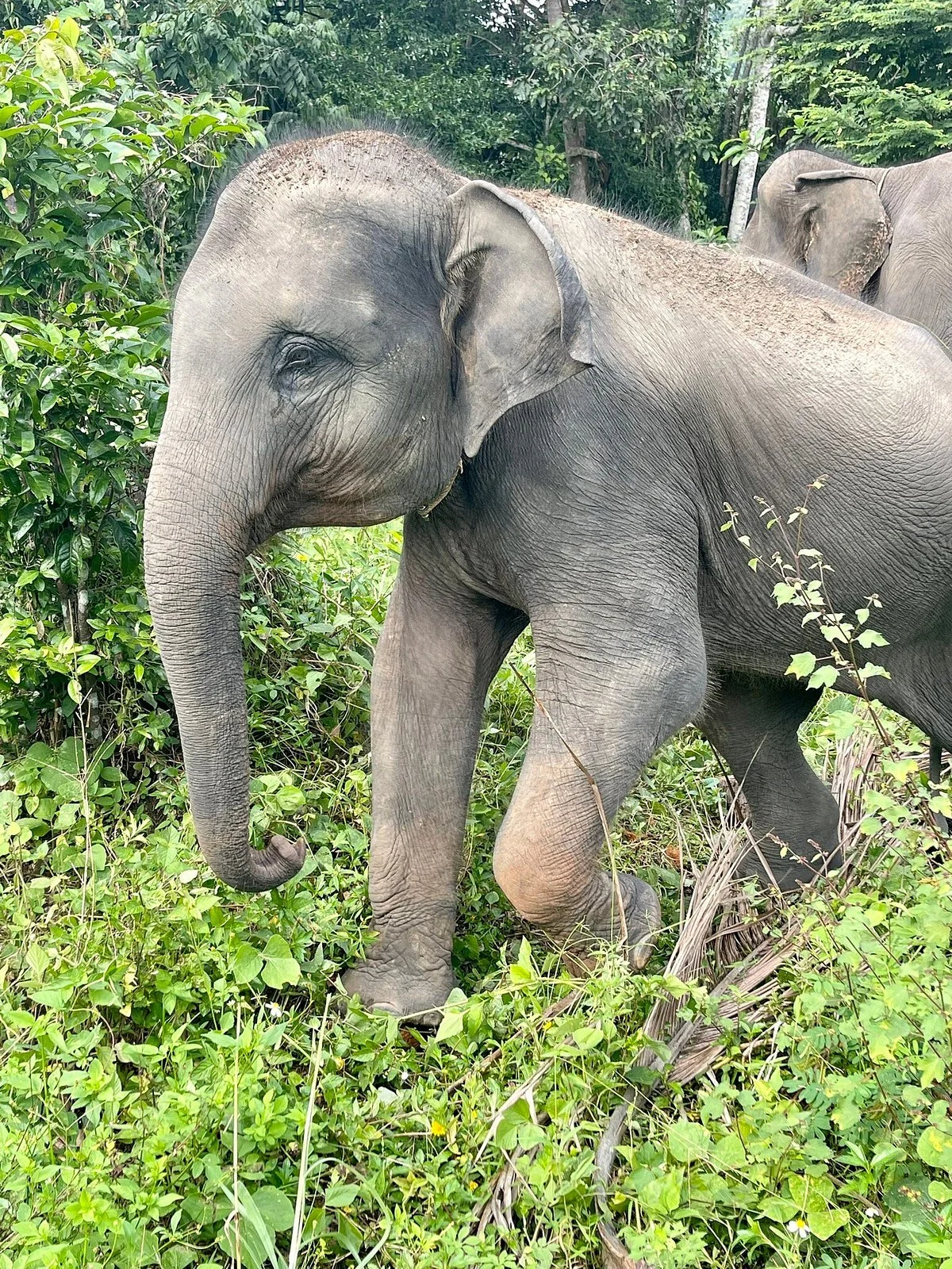 Samui Elephant Spa