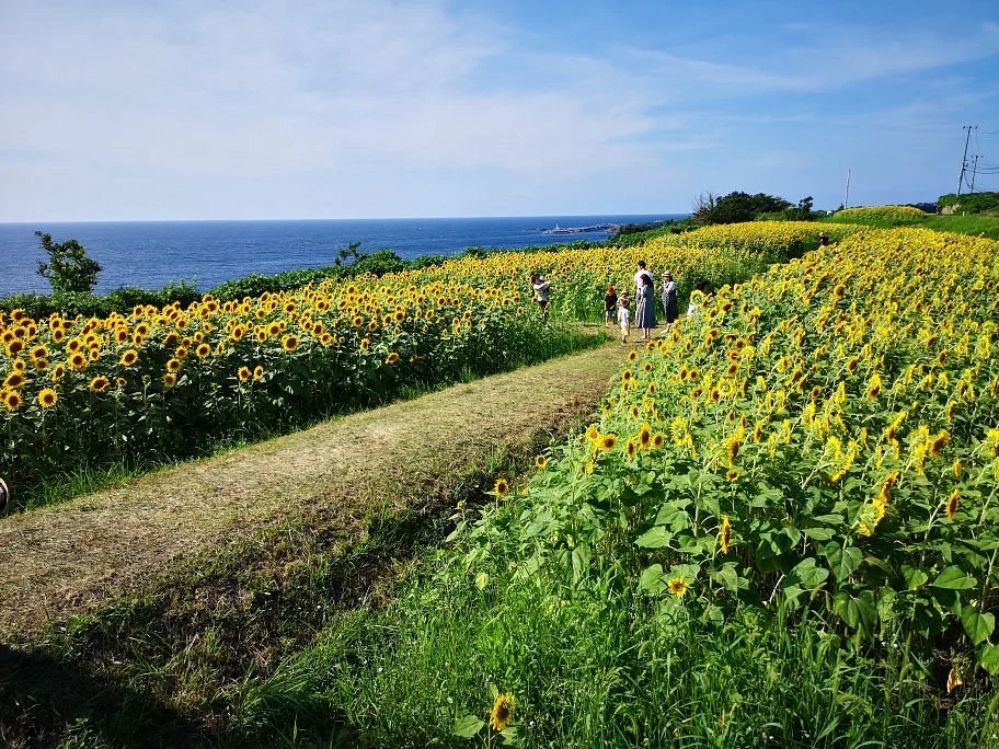 Ogawa Sunflower Field