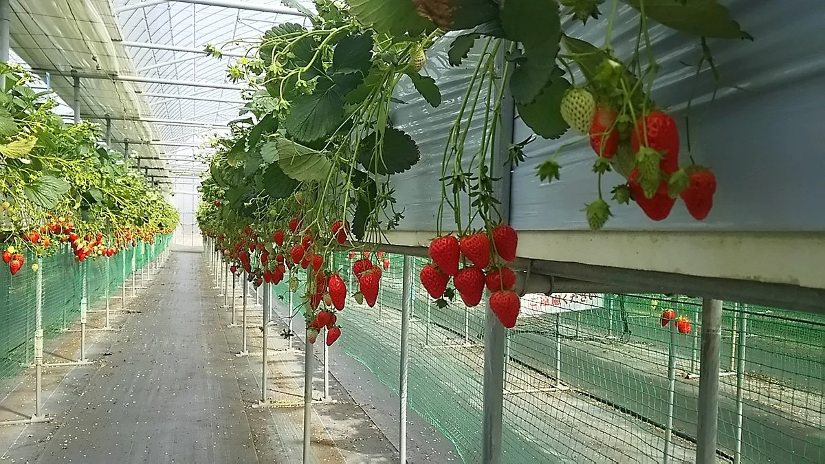 Gourmet Strawberry Kan Maeda