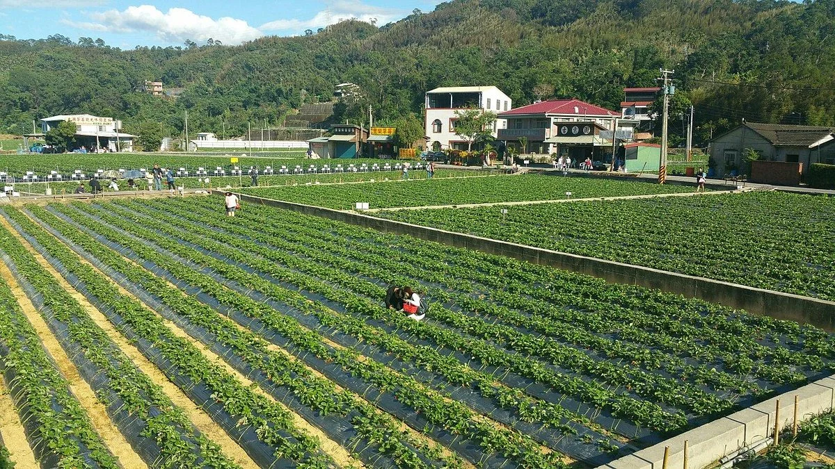 Yixiya Strawberry Farm