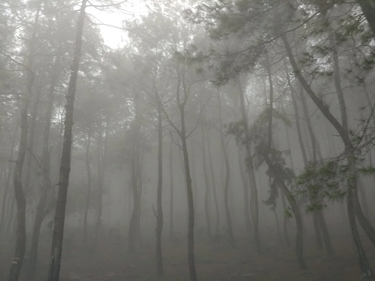 Bukit Pinus Panyawangan