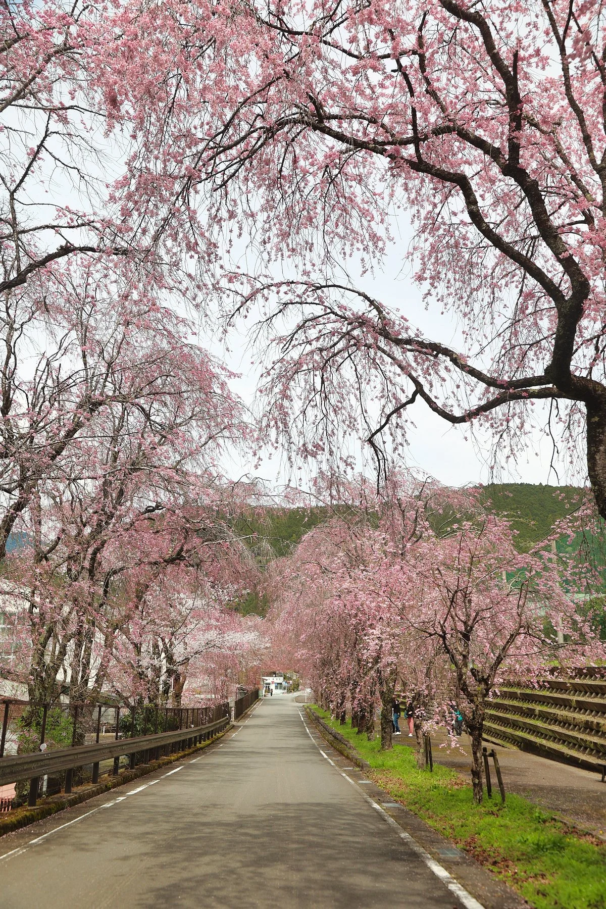 Tokuyama Momonzawa no Sakuranamiki