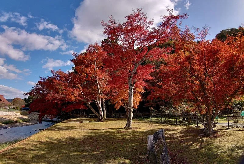 Maple Forest of Yuishoan Trace
