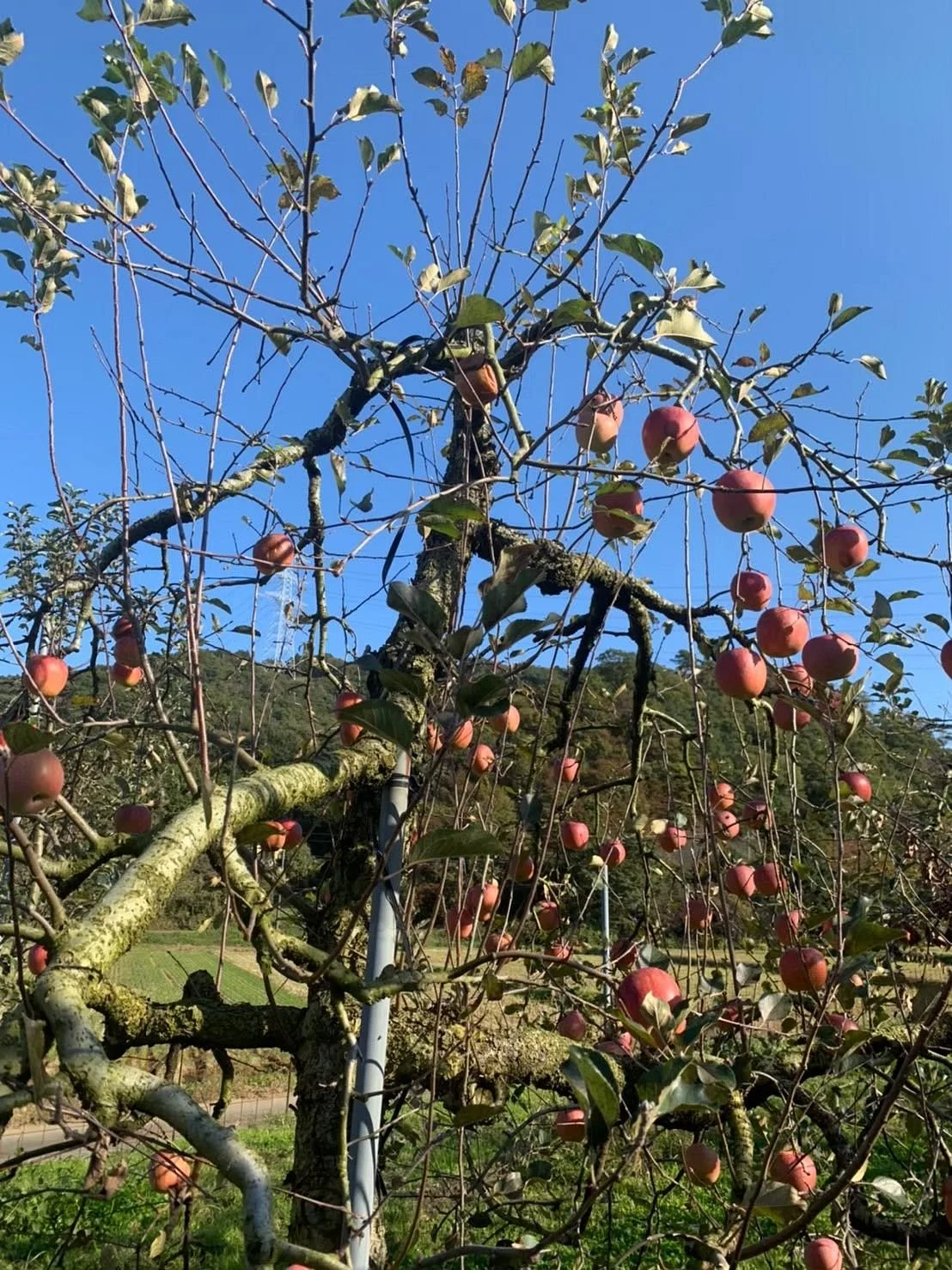 Hirota Orchard
